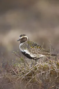 Golden plover (Pluvialis apricaria) Myvatn, Thingeyjarsyslur, Iceland, June 2009 Golden plover (Pluvialis apricaria) Myvatn, Thingeyjarsyslur, Iceland, June 2009