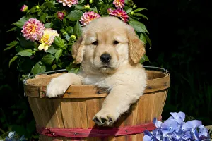 Golden Retriever puppy in basket with flowers. USA Golden Retriever puppy in basket with flowers. USA
