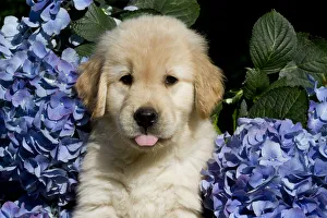 Golden Retriever puppy in blue flowers. USA Golden Retriever puppy in blue flowers. USA