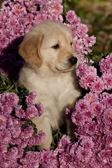 Golden Retriever puppy amongst Chrysanthemum flowers, Illinois, USA Golden Retriever puppy amongst Chrysanthemum flowers, Illinois, USA