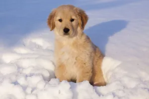 Golden Retriever puppy sitting in snow in late afternoon. Big Rock, Illinois, USA, February Golden Retriever puppy sitting in snow in late afternoon. Big Rock, Illinois, USA, February
