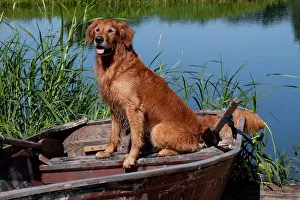 Golden retriever sitting on boat beside water, USA Golden retriever sitting on boat beside water, USA