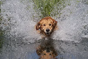 Golden retriever splashing through water, USA Golden retriever splashing through water, USA