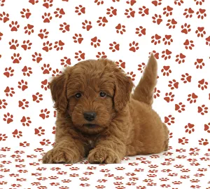 Golden Retriever x Poodle F1b Goldendoodle puppy on paw print background Golden Retriever x Poodle F1b Goldendoodle puppy on paw print background