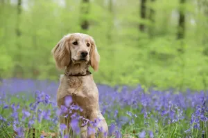 Golden working cocker spaniel puppy sitting amongst bluebells in beech woodland. Micheldever Woods Golden working cocker spaniel puppy sitting amongst bluebells in beech woodland. Micheldever Woods