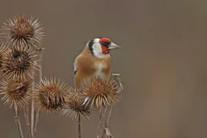 Goldfinch (Carduelis carduelis) perched, Warwickshire, UK, December Goldfinch (Carduelis carduelis) perched, Warwickshire, UK, December