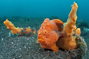 Golf-ball sized Painted frogfish (Antennarius pictus) waits to ambush prey disguised Golf-ball sized Painted frogfish (Antennarius pictus) waits to ambush prey disguised