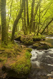 Golitha Falls, River Fowey flowing through wooded valley with moss covered trees Golitha Falls, River Fowey flowing through wooded valley with moss covered trees