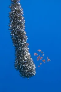 Gooseneck barnacles on a drifting rope and a small shoal of Boarfish (Capros aper Gooseneck barnacles on a drifting rope and a small shoal of Boarfish (Capros aper