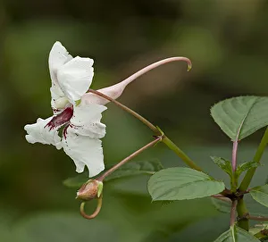 Grand balsam (Impatiens grandis) with long spur. Pollinated by butterflies, native to India Grand balsam (Impatiens grandis) with long spur. Pollinated by butterflies, native to India