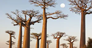 Grandidiers Baobabs (Adansonia grandidieri) at dusk. Near Morondava, western Madagascar Grandidiers Baobabs (Adansonia grandidieri) at dusk. Near Morondava, western Madagascar