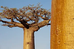 Grandidiers Baobabs (Adansonia grandidieri) at dusk. Near Morondava, western Madagascar Grandidiers Baobabs (Adansonia grandidieri) at dusk. Near Morondava, western Madagascar