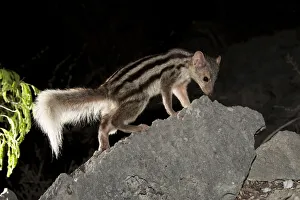 Grandidiers / Giant Striped Mongoose (Galidictis grandidieri) foraging at night Grandidiers / Giant Striped Mongoose (Galidictis grandidieri) foraging at night