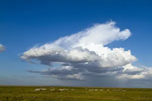 Grants zebra (Equus burchelli boehmi) herd with large cloud above, Amboseli National Park Grants zebra (Equus burchelli boehmi) herd with large cloud above, Amboseli National Park