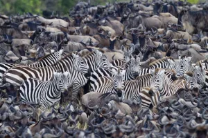 Grants zebra (Equus burchelli boehmi) in a migration herd of wildebeest (Connochaetes Grants zebra (Equus burchelli boehmi) in a migration herd of wildebeest (Connochaetes