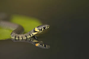 Images Dated 1st October 2007: Grass Snake (Natrix natrix) on lily pad, reflected in water. Leicestershire, UK, October