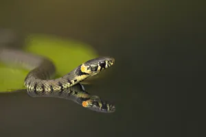 Grass Snake (Natrix natrix) on lily pad, reflected in water. Leicestershire, UK, October Grass Snake (Natrix natrix) on lily pad, reflected in water. Leicestershire, UK, October
