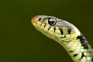Grass Snake (Natrix natrix) portrait, Staffordshire, England, UK, April Grass Snake (Natrix natrix) portrait, Staffordshire, England, UK, April