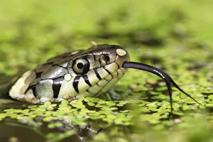 Grass snake (Natrix natrix) swimming amongst duck weed, Oxfordshire, UK Grass snake (Natrix natrix) swimming amongst duck weed, Oxfordshire, UK
