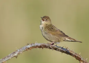 Grasshopper warbler (Locustella naevia) singing, Wirral, England, UK, May 2012 Grasshopper warbler (Locustella naevia) singing, Wirral, England, UK, May 2012