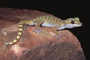 Gravid female Giant cave gecko {Pseudothecadactylus lindneri lindneri} NT, Australia Gravid female Giant cave gecko {Pseudothecadactylus lindneri lindneri} NT, Australia