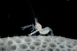 Gravid female Glass / Ghost shrimp on Glass sponge (Hexactinellida) from coral seamount Gravid female Glass / Ghost shrimp on Glass sponge (Hexactinellida) from coral seamount