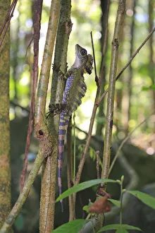 Great anglehead lizard (Gonocephalus grandis) male, Tioman Island, Malaysia Great anglehead lizard (Gonocephalus grandis) male, Tioman Island, Malaysia