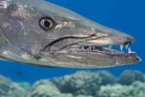 Great barracuda (Sphyraena barracuda) with three parasitic Copepods at end of upper jaw Great barracuda (Sphyraena barracuda) with three parasitic Copepods at end of upper jaw