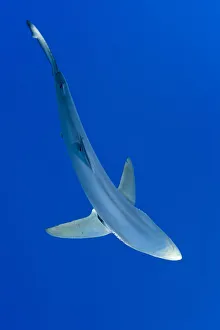 Great Blue shark (Prionace glauca) viewed from above, Pico Island, Azores, Portugal Great Blue shark (Prionace glauca) viewed from above, Pico Island, Azores, Portugal