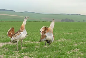 Great Bustard (Otis tarda) males displaying, Salisbury Plain, Wiltshire, UK, April Great Bustard (Otis tarda) males displaying, Salisbury Plain, Wiltshire, UK, April