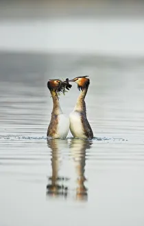 Great crested grebe (Podiceps cristatus) pair performing the weed dance,' Great crested grebe (Podiceps cristatus) pair performing the weed dance,'