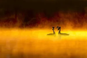 Great crested grebe (Podiceps cristatus) pair performing courtship display at dawn Great crested grebe (Podiceps cristatus) pair performing courtship display at dawn