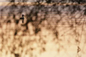 Great crested grebe (Podiceps cristatus) silhouetted on the river, Danube Delta, Romania Great crested grebe (Podiceps cristatus) silhouetted on the river, Danube Delta, Romania
