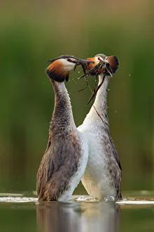 Great crested grebe (Podiceps cristatus) performing their weed dance during courtship Great crested grebe (Podiceps cristatus) performing their weed dance during courtship
