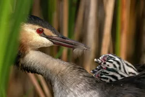 The Netherlands Collection: Great crested grebe (Podiceps cristatus) feeding feather to one of its chicks