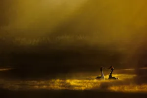 Great crested grebes (Podiceps cristatus) performing their elaborate courtship ritual at dawn Great crested grebes (Podiceps cristatus) performing their elaborate courtship ritual at dawn