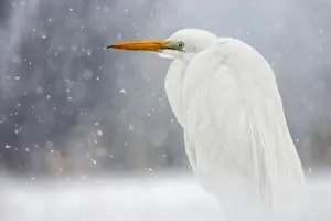 Great egret (Ardea alba) in snow, Lake Csaj, Kiskunsagi National Park, Pusztaszer, Hungary Great egret (Ardea alba) in snow, Lake Csaj, Kiskunsagi National Park, Pusztaszer, Hungary