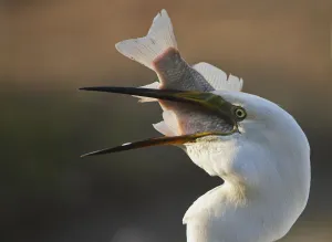 Great Egret (Ardea alba) swallowing large fish, Pusztaszer, Hungary, May 2008 Great Egret (Ardea alba) swallowing large fish, Pusztaszer, Hungary, May 2008