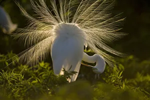 Great Egret (Casmerodias / Ardea alba) courtship display, backlit, Orlando, Florida, USA Great Egret (Casmerodias / Ardea alba) courtship display, backlit, Orlando, Florida, USA