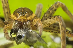 Great Fen / Raft spider (Dolomedes plantarius), adult female eating an invasive species Great Fen / Raft spider (Dolomedes plantarius), adult female eating an invasive species