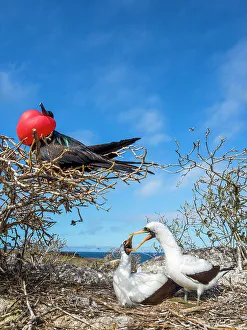 Great frigatebird (Fregata minor) in tree with pair of Nazca boobies (Sula granti Great frigatebird (Fregata minor) in tree with pair of Nazca boobies (Sula granti