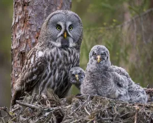 Great Grey Owl (Strix nebulosa) adult and chicks on nest. Nest frame is manmade Great Grey Owl (Strix nebulosa) adult and chicks on nest. Nest frame is manmade