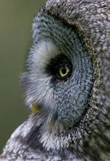 Great grey owl (Strix nebulosa) close-up of head, Northern Oulu, Finland, June 2008 Great grey owl (Strix nebulosa) close-up of head, Northern Oulu, Finland, June 2008