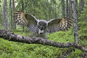 Great grey owl (Strix nebulosa) landing on branch, Oulu, Finland, June 2008 Great grey owl (Strix nebulosa) landing on branch, Oulu, Finland, June 2008