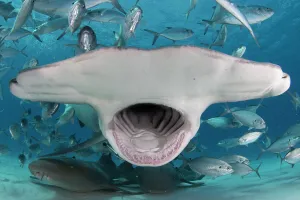 Great hammerhead shark (Sphyrna mokarran) mouth wide open, feeding in shallow water Great hammerhead shark (Sphyrna mokarran) mouth wide open, feeding in shallow water