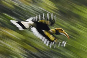 Great hornbill (Buceros bicornis) in flight, blurred motion. Tongbiguan Nature Reserve Great hornbill (Buceros bicornis) in flight, blurred motion. Tongbiguan Nature Reserve