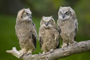 Great horned owl (Bubo virginianus) chicks. Captive bred, occurs in the Americas Great horned owl (Bubo virginianus) chicks. Captive bred, occurs in the Americas