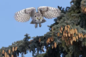 Great Horned owl, (Bubo virginianus) in flight, Regina, Saskatchewan, Canada, March Great Horned owl, (Bubo virginianus) in flight, Regina, Saskatchewan, Canada, March