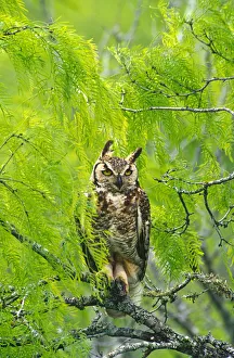 Great horned owl {Bubo virginianus} in Mesquite tree, Texas, US Great horned owl {Bubo virginianus} in Mesquite tree, Texas, US