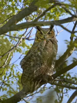 Great horned owl (Bubo virginianus) Pointe Pelee, Ontario, Canada May Great horned owl (Bubo virginianus) Pointe Pelee, Ontario, Canada May